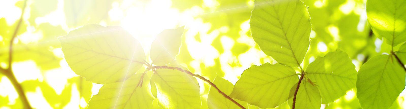 Sonne scheint durch hellgrünes Laub 